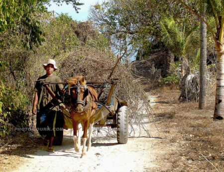 The majority of Gili Trawangan's original inhabitants make a subsistence living with the cidomo the only form of transportation on the island