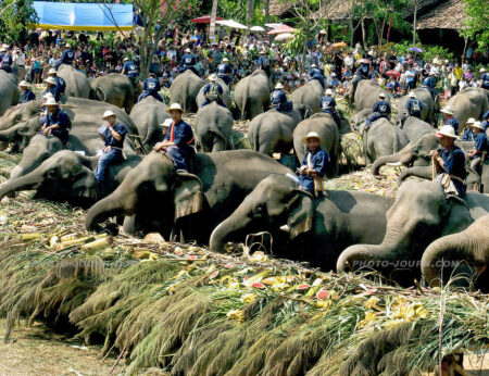 Elephants chow down at the Thai elephants birthday celebrations at the Mae Sa Elephant Camp near Chiang Mai.