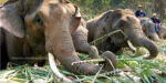 Elephants' birthday a jumbo celebration in Thailand