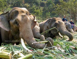 Elephant birthday 5a | @photo_journ's newsblog by John Le Fevre