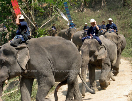 Former logging elephants at the Mae Sa Elephant Camp near Chiang Mai in Thailand roll up for their birthday party celebrations