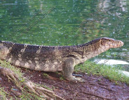 Giant water monitors at Thailand Parliament House alarmed the US President's advance team