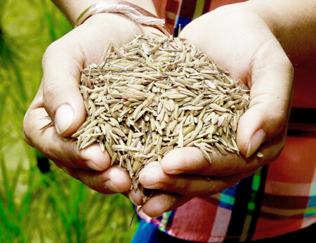 Ms Panyadilok's methods have seen production costs cut by 40% and yield increase 20%: Unmilled (rough) rice