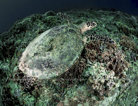 A Hawksbill turtle in the waters off Gili Trawangan, Lombok, Indonesia