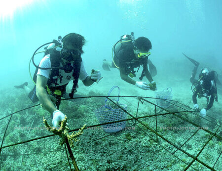 Participants at the 8th Annual Biorock Workshop attaching coral fragments to a new Biorock structure, Gili Trawangan, Lombok, Indonesia.