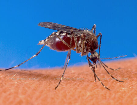 A female Stegomyia aegypti (formerly Aedes aegypti) mosquito biting a human