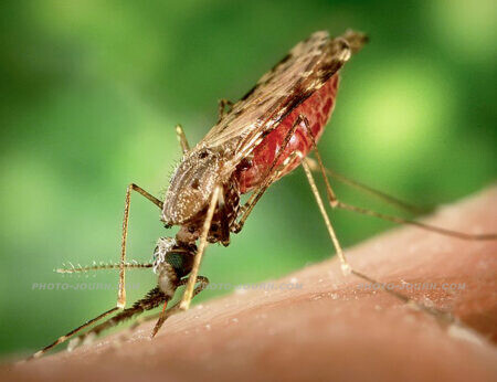 A female Anopheles albimanus mosquito feeding on a human host Photo
