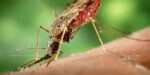 Anopheles albimanus mosquito 700 | @photo_journ's newsblog by John Le Fevre