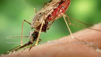 Thai researcher debunks dengue fever myth – warnings for 2011 wet season