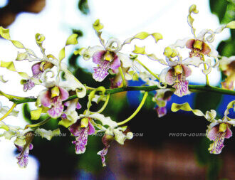 Roadsidel Orchid Farm Amphawa Samutsongkhram province 3 | @photo_journ's newsblog by John Le Fevre