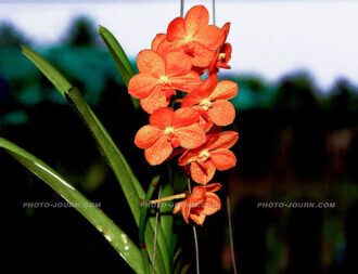 Roadsidel Orchid Farm Amphawa Samutsongkhram province 5 | @photo_journ's newsblog by John Le Fevre