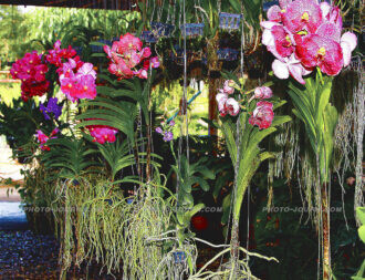 Siriphon orchid farm 1 | @photo_journ's newsblog by John Le Fevre