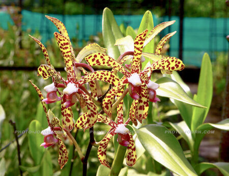 Thailand exported more than 24,000 metric tons of cut orchid flowers in 2009, in addition to 30,000 pellets/units of live orchid plants. 