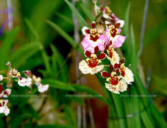 Siriporn Orchid Farm Pattaya 13 | @photo_journ's newsblog by John Le Fevre