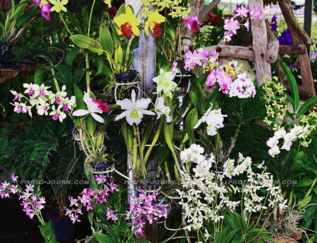 Native wild orchids at Siriphon Orchid farm in Banglamung, Chon Buri province, Thailand