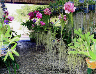Siriporn Orchid Farm Pattaya 3 | @photo_journ's newsblog by John Le Fevre