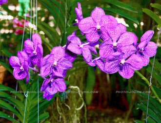 Siriporn Orchid Farm Pattaya 5 | @photo_journ's newsblog by John Le Fevre