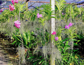 Siriporn Orchid Farm Pattaya 6 | @photo_journ's newsblog by John Le Fevre