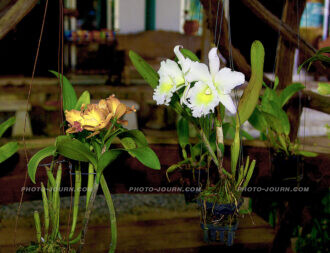 Siriporn Orchid Farm Pattaya 7 | @photo_journ's newsblog by John Le Fevre