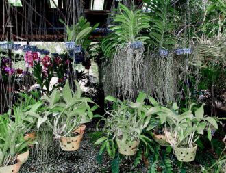 Siriporn Orchid Farm Pattaya 8 | @photo_journ's newsblog by John Le Fevre