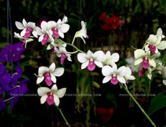 Siriporn Orchid Farm Pattaya 9 | @photo_journ's newsblog by John Le Fevre