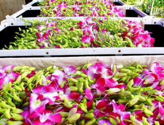 Thai Excel orchids 3 | @photo_journ's newsblog by John Le Fevre
