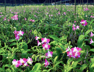 Thai Excel orchids 4 | @photo_journ's newsblog by John Le Fevre