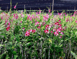 Thailand Excel orchid farm 11 | @photo_journ's newsblog by John Le Fevre