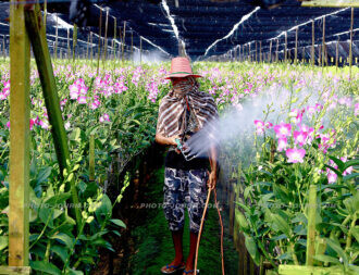 Thailand Excel orchid farm 13 | @photo_journ's newsblog by John Le Fevre