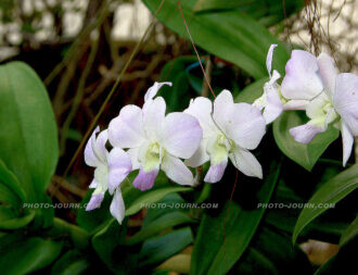 Thailand Excel orchid farm 14 | @photo_journ's newsblog by John Le Fevre