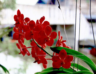 Thailand Excel orchid farm 15 | @photo_journ's newsblog by John Le Fevre