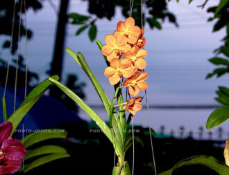 Thailand Excel orchid farm 17 | @photo_journ's newsblog by John Le Fevre