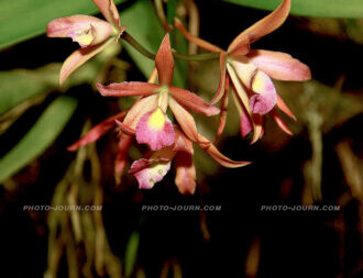 Thailand Excel orchid farm 19 | @photo_journ's newsblog by John Le Fevre
