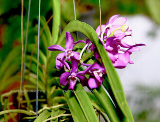 Thailand Excel orchid farm 20 | @photo_journ's newsblog by John Le Fevre