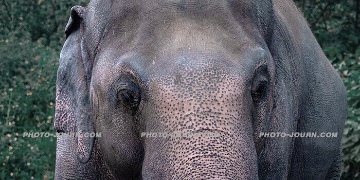 A real life fairy tale: Cambodia provides sanctuary to Kaavan, the world’s loneliest elephant (video & gallery) *updated