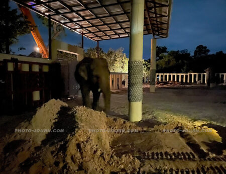 Kaavan explores his new home at Cambodia Wildlife Sanctuary on the evening of November 30