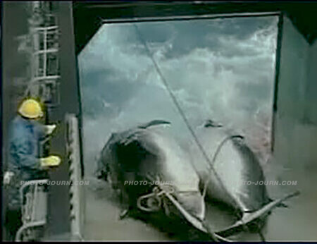 Two harpooned whales are winched aboard a Japanese whaling ship.