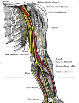 A diagram illustrating the Nerves of left upper extremity