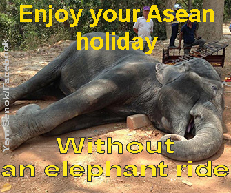 Don't ride elephants while on holiday
